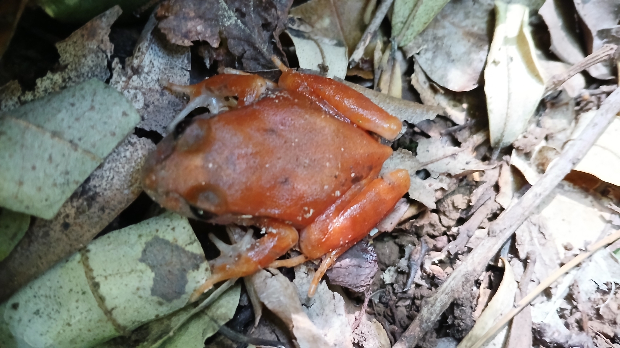 Eupsophus roseus (Duméril & Bibron, 1841)
