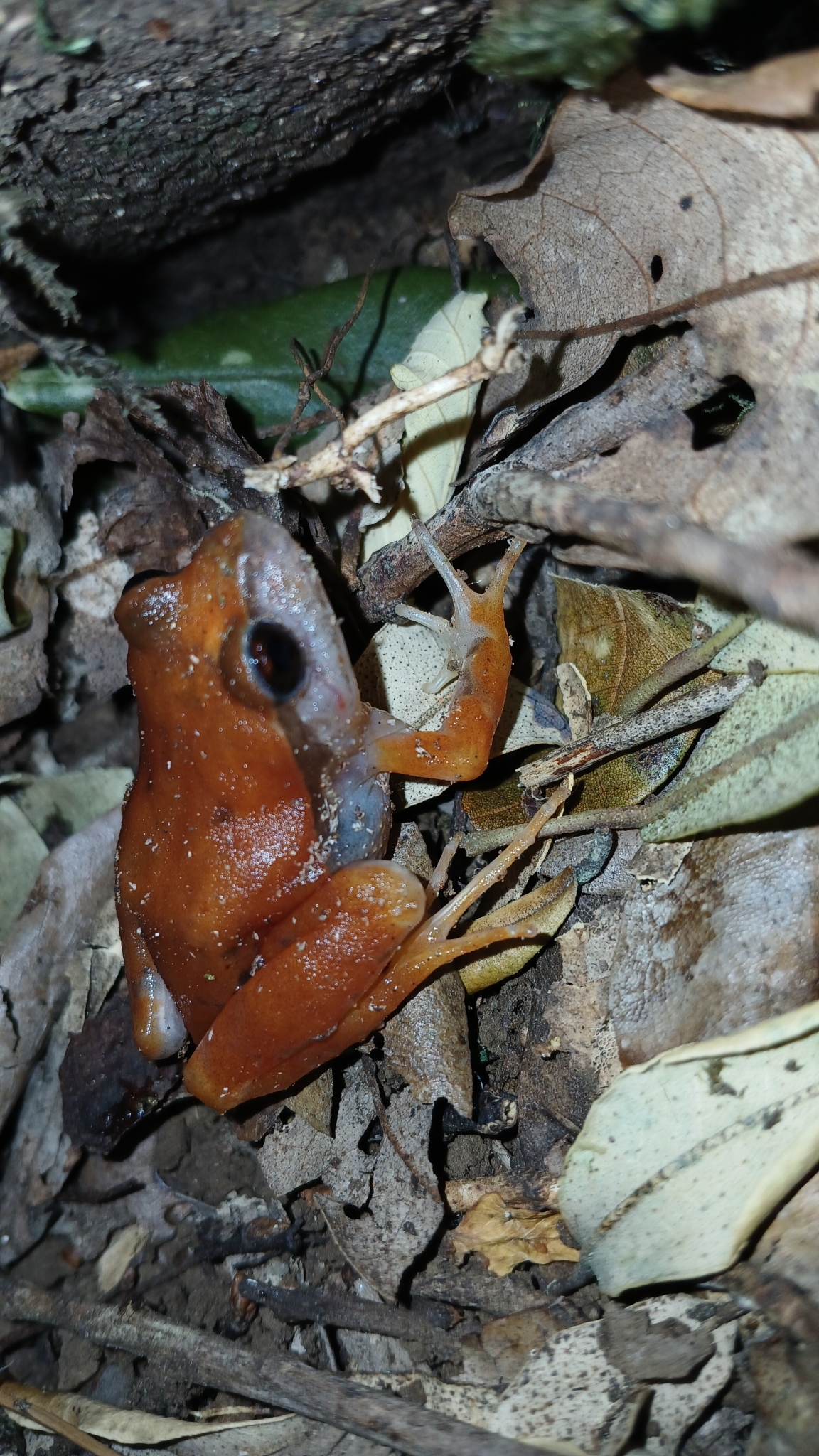 Eupsophus roseus (Duméril & Bibron, 1841)