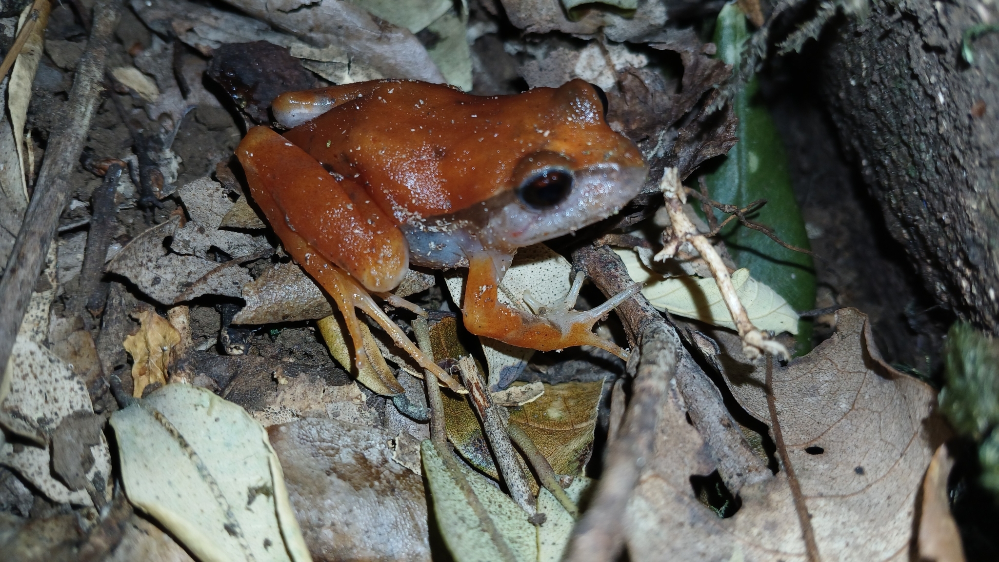 Eupsophus roseus (Duméril & Bibron, 1841)