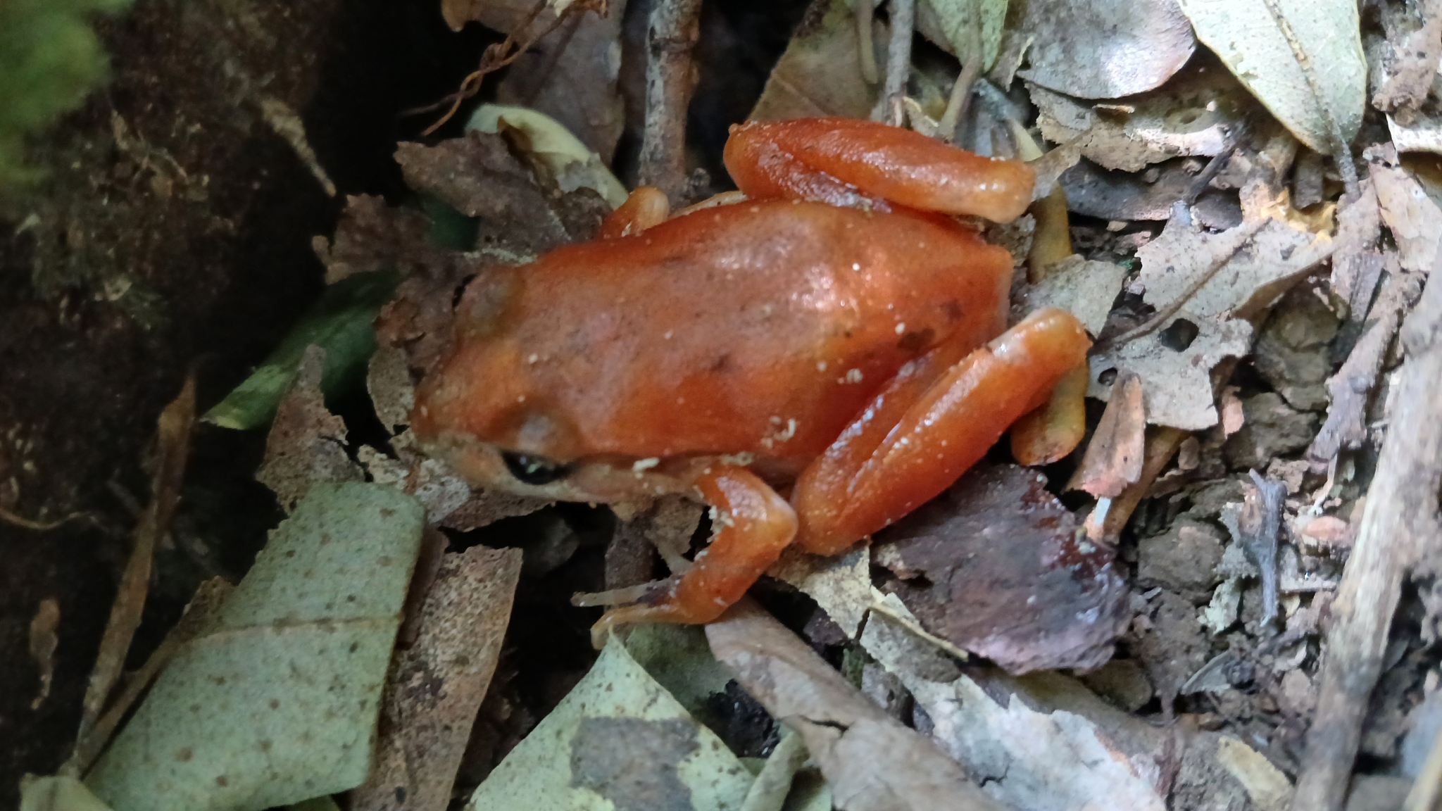 Eupsophus roseus (Duméril & Bibron, 1841)
