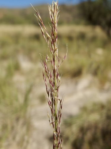 Image of Muhlenbergia palmeri by (c) Sue Carnahan, some rights reserved (CC BY)