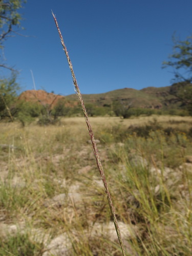 Image of Muhlenbergia palmeri by (c) Sue Carnahan, some rights reserved (CC BY)