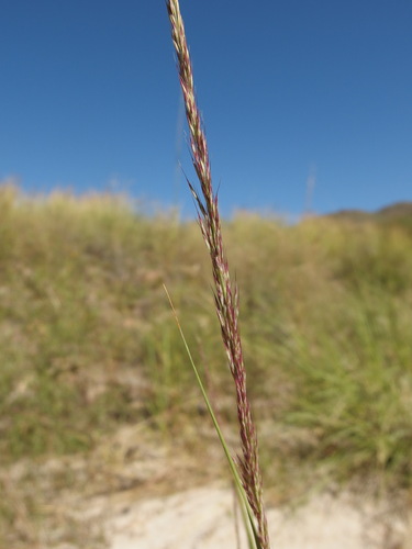 Image of Muhlenbergia palmeri by (c) Sue Carnahan, some rights reserved (CC BY)