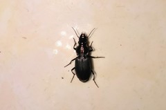 Pterostichinae