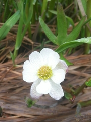 Ranunculus pallasii