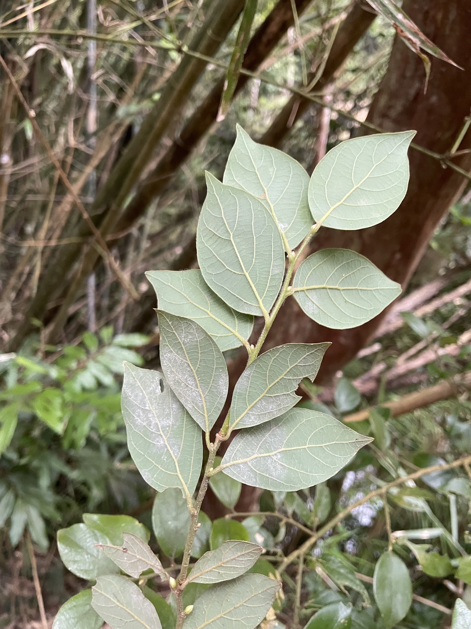 Imagem de Canela-de-veado