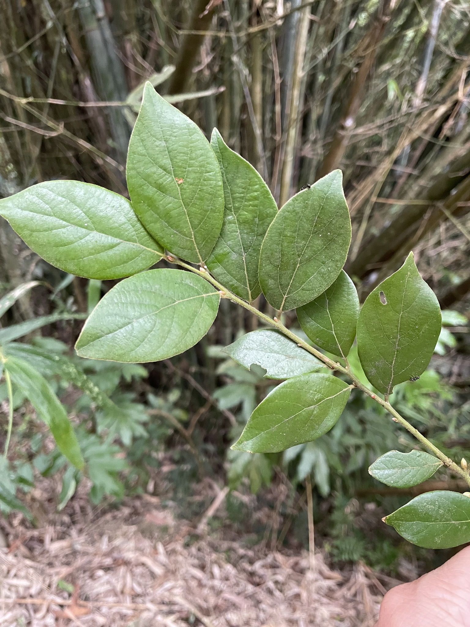 Imagem de Canela-de-veado