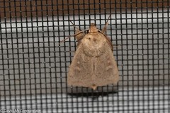 Leucania pseudargyria