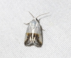 Ponometia binocula