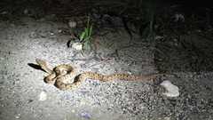 Protobothrops elegans