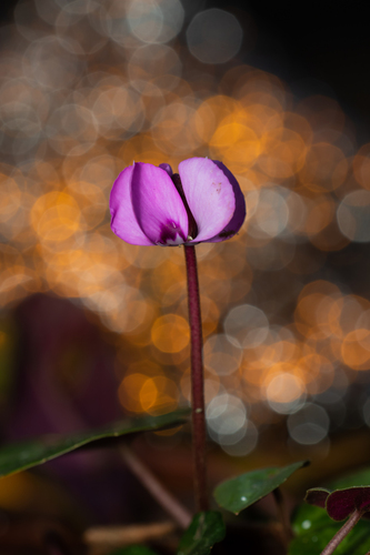 Cyclamen coum