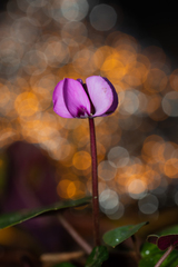 Cyclamen coum