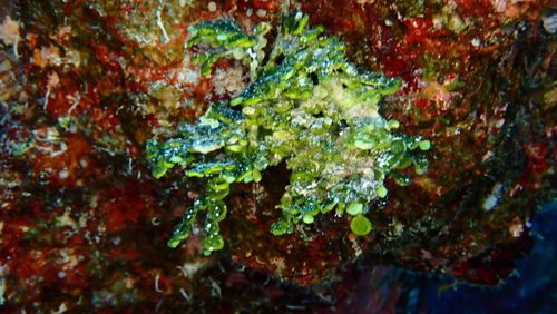 Halimeda opuntia observed 2024-12-29