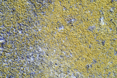Flavoplaca citrina