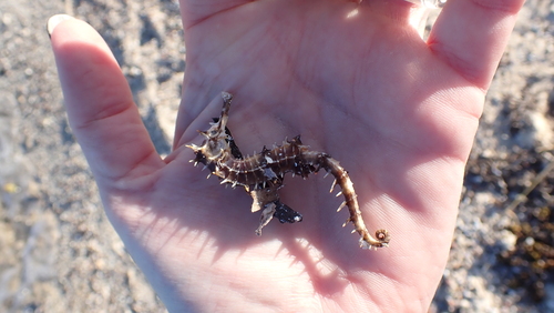 Photo of Jayakar's Seahorse (Hippocampus jayakari)