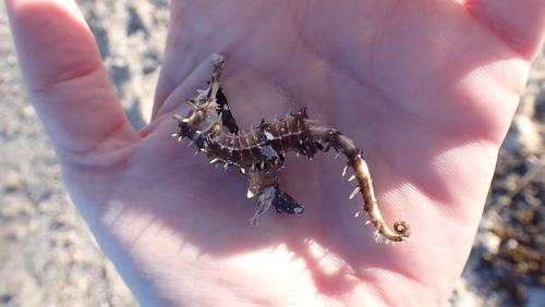 Photo of Jayakar's Seahorse (Hippocampus jayakari)