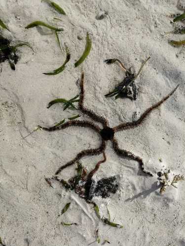 Lagoon Brittle Star