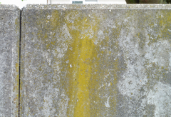 Flavoplaca citrina