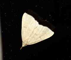 Chytolita morbidalis