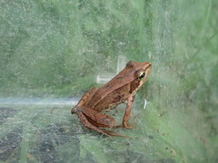 Rana japonica