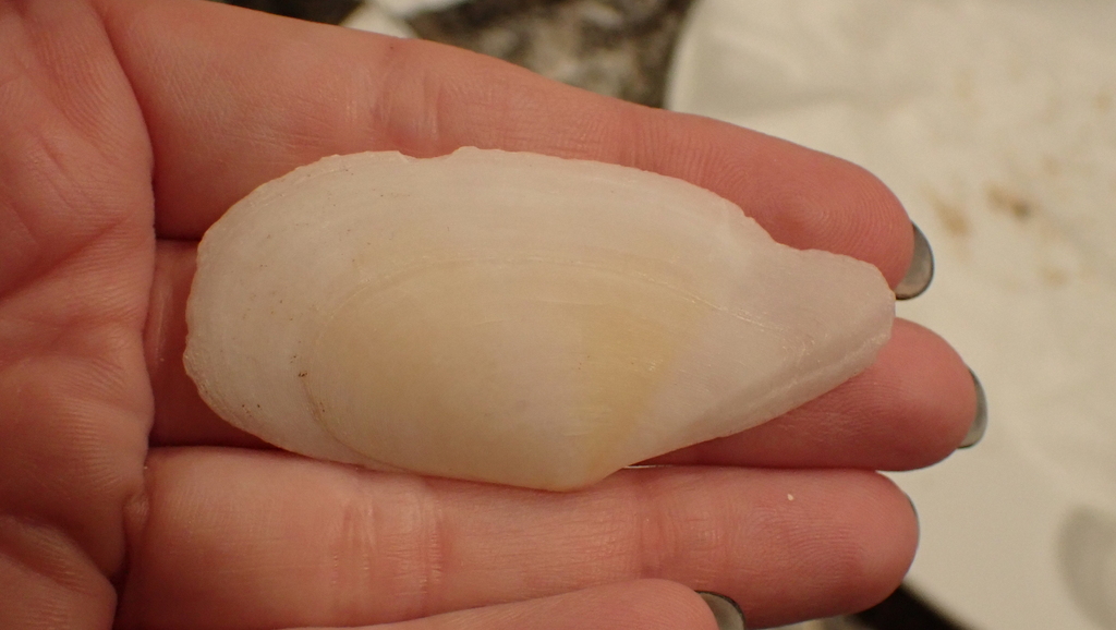 Pharaonella semilaevis