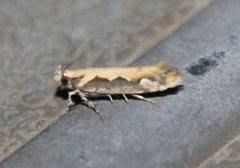 Ornativalva erubescens