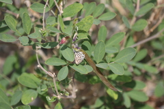 Tarucus rosacea