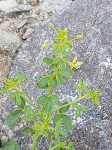 Cleome brachycarpa (Cleome brachycarpa)