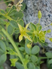 Cleome brachycarpa