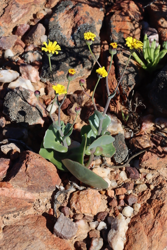 Othonna cuneata