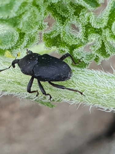 Acythopeus curvirostris