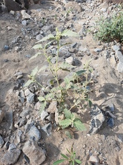 Chrozophora oblongifolia