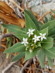 Rhazya stricta