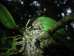 Acianthera unguicallosa