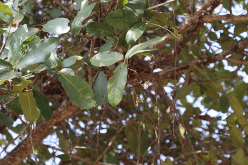 Torch tree (Ixora pavetta)