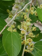 Ziziphus spina-christi: Herkunft und Verwendung — Foto 2