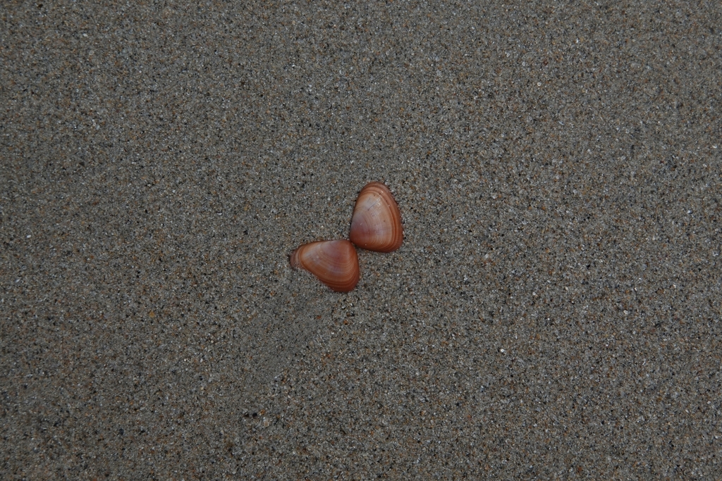 Fleshy Donax (Latona incarnata) — recorded at Kata Reef North