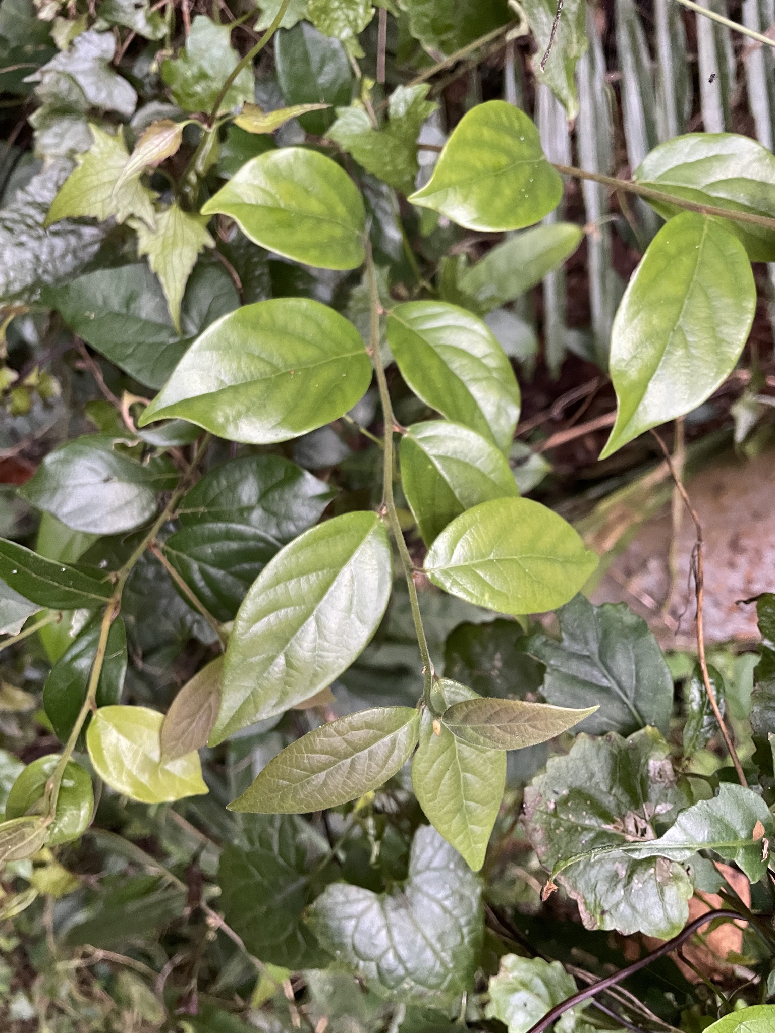 Imagem de Canela-de-veado