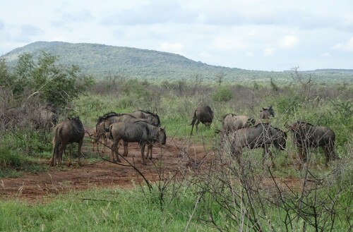 Blue wildebeest