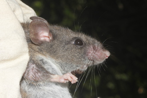 Blackish Deermouse