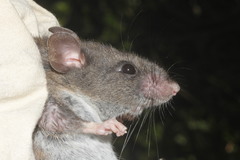 Peromyscus furvus
