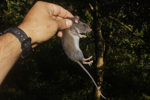 Blackish Deermouse