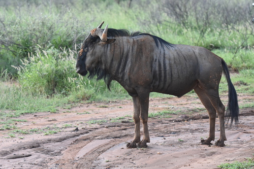 Blue wildebeest