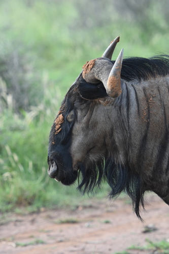 Blue wildebeest
