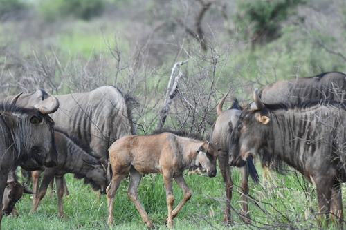 Blue wildebeest