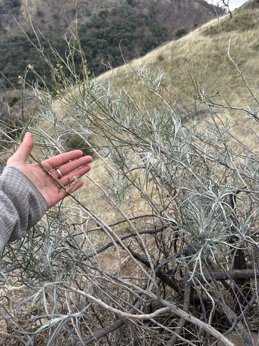 iNaturalist observation photo of threadleaf groundsel