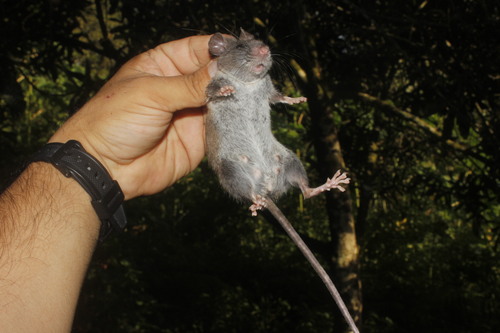 Blackish Deermouse