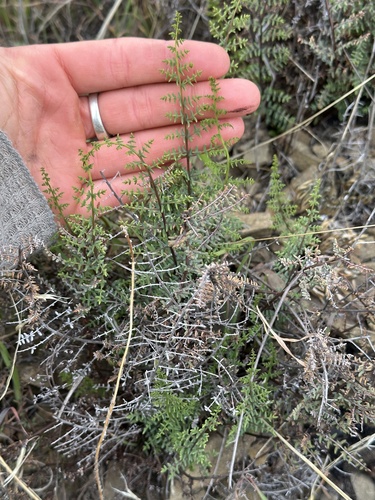 iNaturalist observation photo of bird's foot cliffbrake