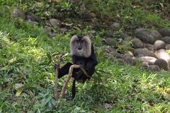 Macaca silenus