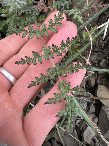 iNaturalist observation photo of Dicots